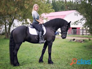 Manso caballo castrado frisón negro en México Ciudad De | Clasf animales