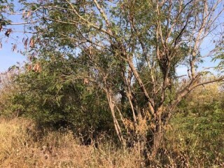 Terreno en venta, apodaca, nuevo león en Apodaca | Clasf animales