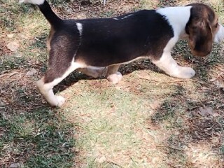 Beagle de papás con certificados fcm en Cuernavaca | Clasf animales