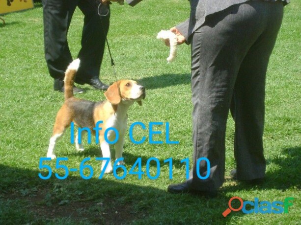 cachorros-beagle-de-padres-con-pedigree-internacional-en-cuernavaca-clasf-animales-big-0