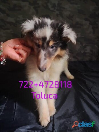 rough-collie-cachorros-de-papas-con-pedigree-en-cuernavaca-clasf-animales-big-2