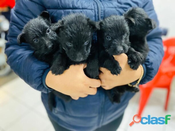 scottish-terrier-escoces-en-ecatepec-de-morelos-clasf-animales-big-0