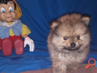 Pomeranias 2 cachorros. nacieron junio 13. en Guadalajara | Clasf animales