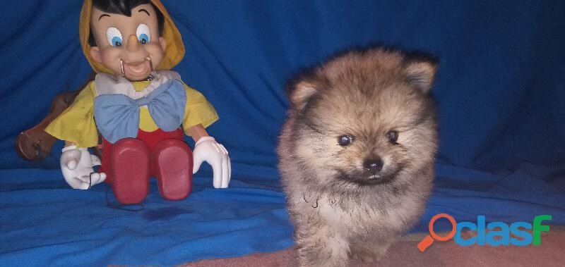 pomeranias-2-cachorros-nacieron-junio-13-en-guadalajara-clasf-animales-big-0