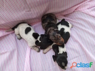 Cachorros salchicha dachshund en Mérida | Clasf animales