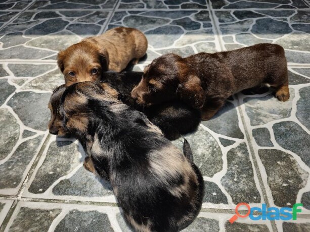 cachorros-salchicha-dachshund-en-merida-clasf-animales-big-1