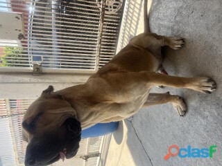 Perros presa canario en Querétaro | Clasf animales