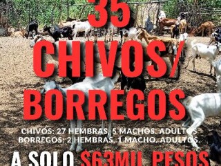 35 chivosborregos x 65milpesos en Tijuana | Clasf animales