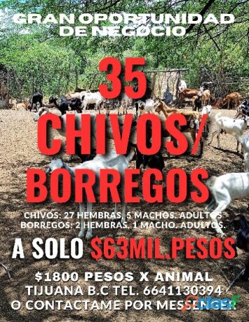 35-chivosborregos-x-65milpesos-en-tijuana-clasf-animales-big-0