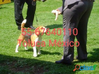 Cachorros beagle de padres con pedigree en Toluca | Clasf animales