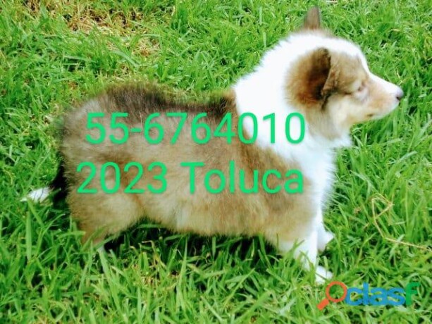 cachorros-rough-collie-lassie-papis-con-pedigree-akc-en-toluca-clasf-animales-big-0