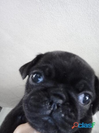 cachorros-pug-en-veracruz-clasf-animales-big-2