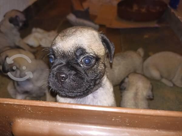 cachorros-pug-en-veracruz-clasf-animales-big-0