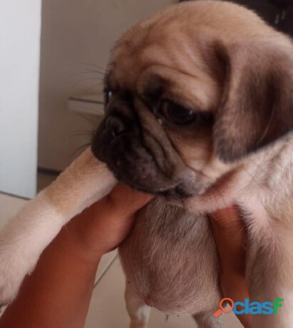 venta-de-cachorros-pug-en-ecatepec-de-morelos-clasf-animales-big-0